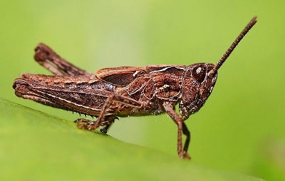 Saranče měnlivá