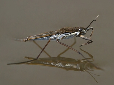 Bruslařka